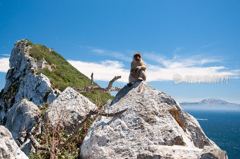 直布罗陀岩的狨猴