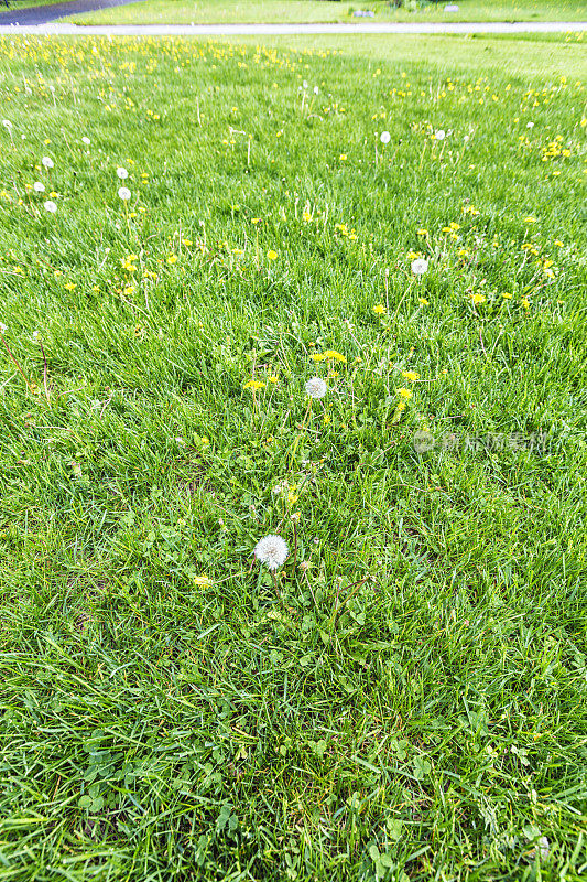 前院草坪上长满了蒲公英和三叶草