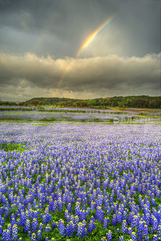 矢车菊,TX