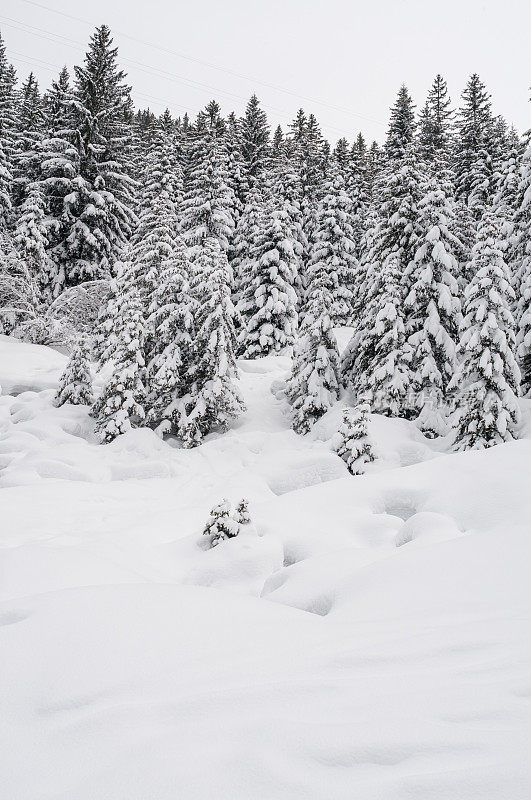 冬季景观与雪和树