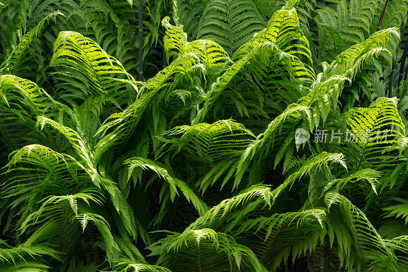 新蕨类植物的叶子