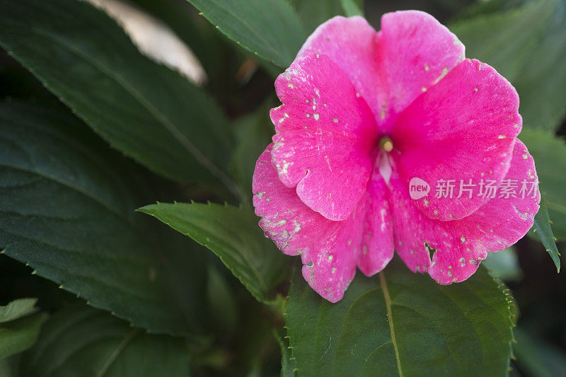 粉红色的三色堇花，特写