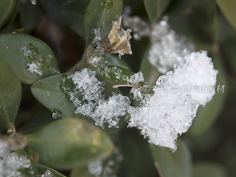 雪对植物