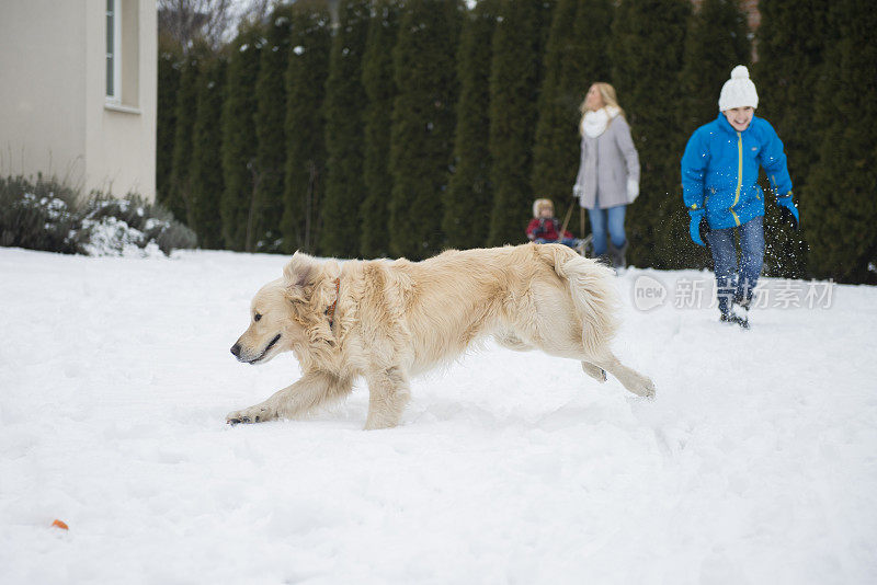 可爱的拉布拉多寻回犬和家人在雪地上玩得开心