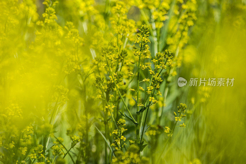 野生芥菜花