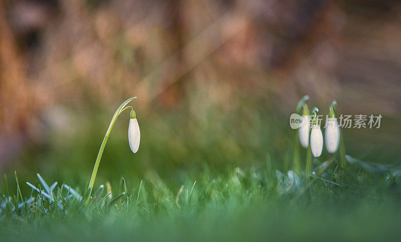 雪花莲