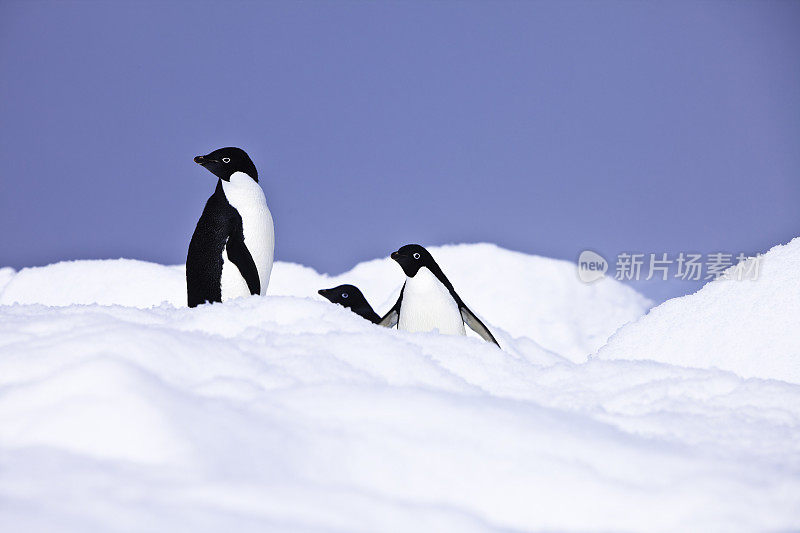 南极波利特岛冰山上的阿德利企鹅