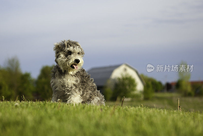 微型雪纳瑞犬看着地平线