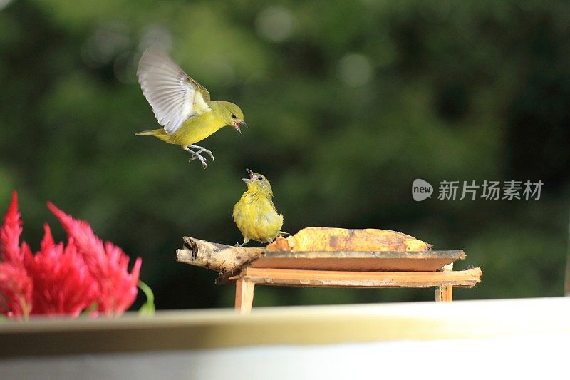 你敢拿我的食物