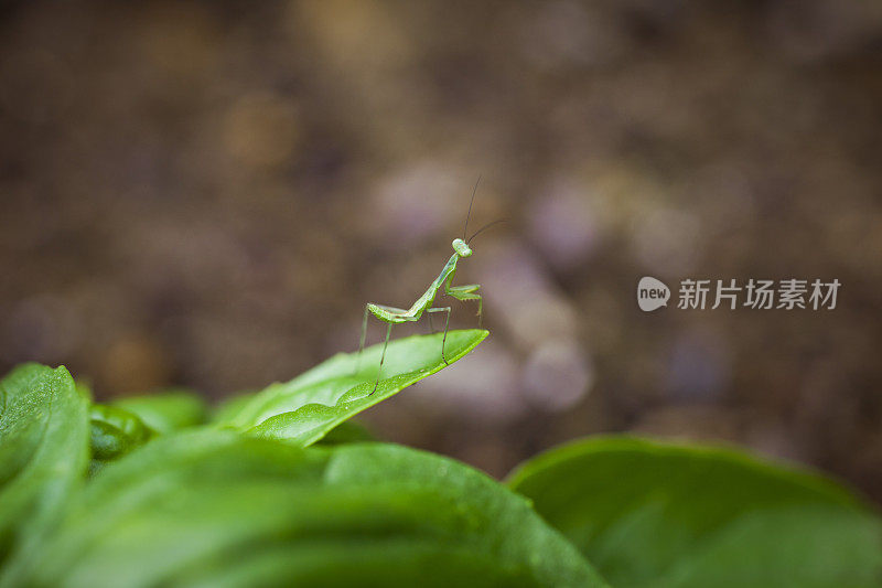 叶子上的螳螂