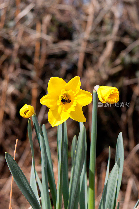 明黄色的水仙花表明春天来了