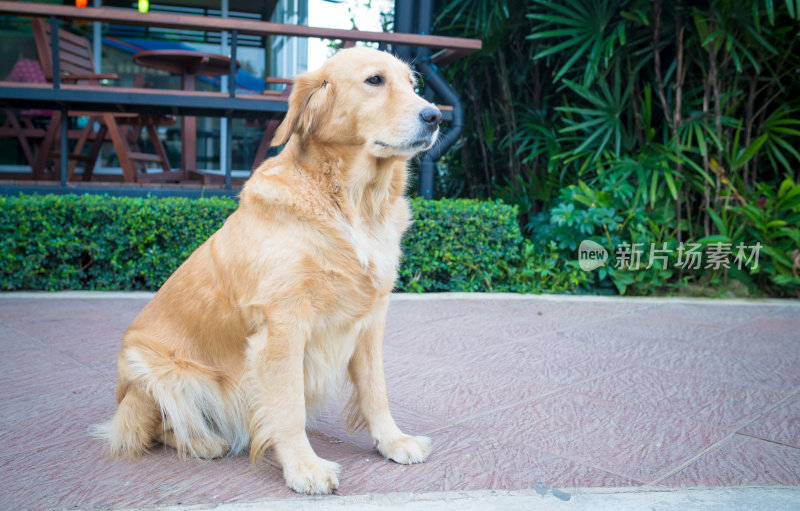 金毛寻回犬的肖像