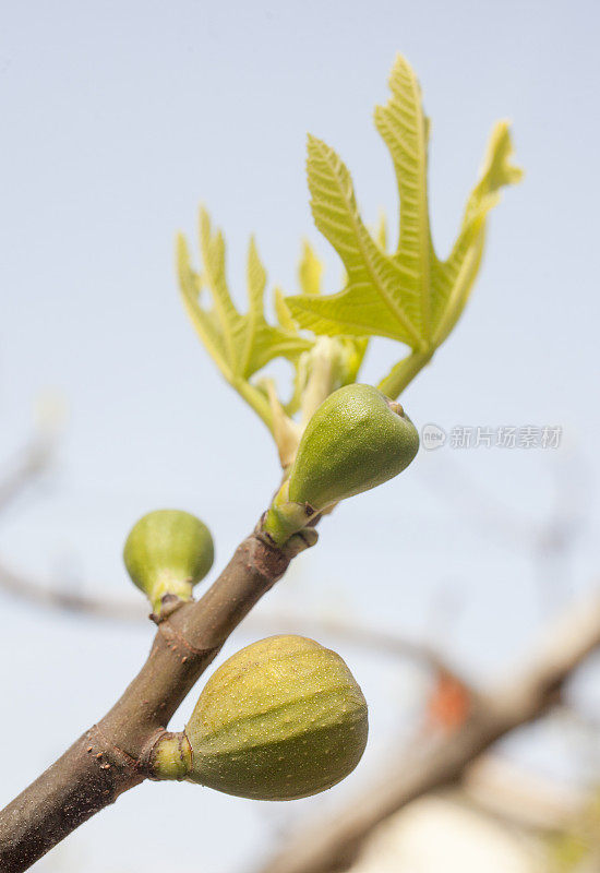 无花果树