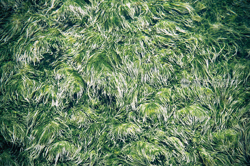 温泉间歇泉的矿物形成与藻类
