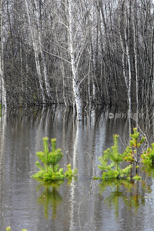 森林被水淹没