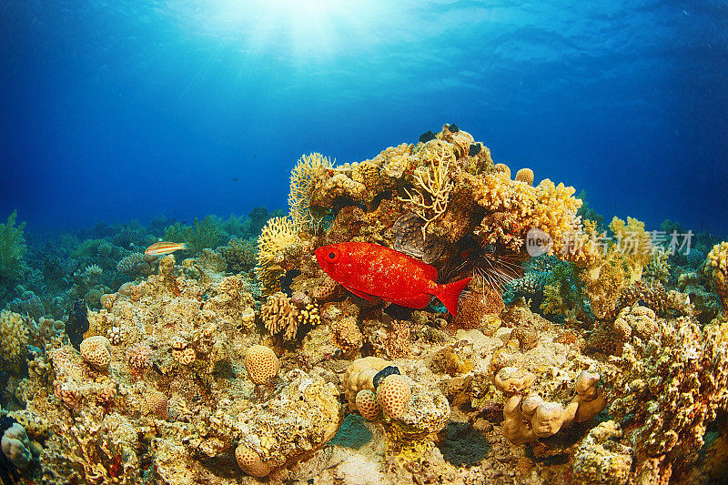 海洋生物