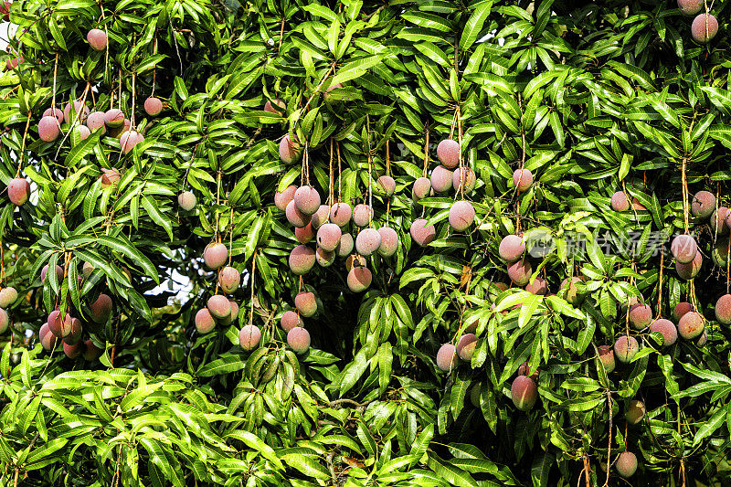 热带水果-成熟的芒果生长在树上