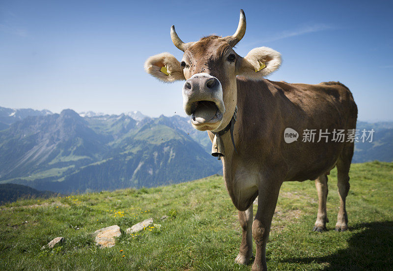 牛,奥地利,Bregenzerwald