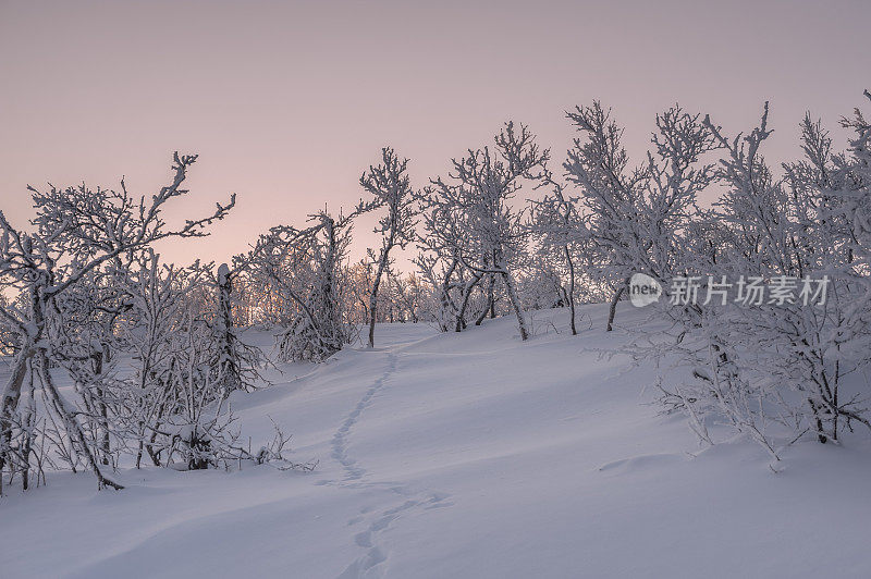 冬天的早晨，动物在通往森林的雪地上留下的足迹