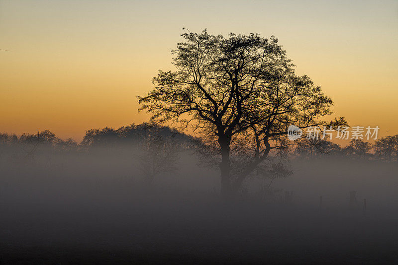 日落时分，雾气蒙蒙的牧场上，老柳树的剪影