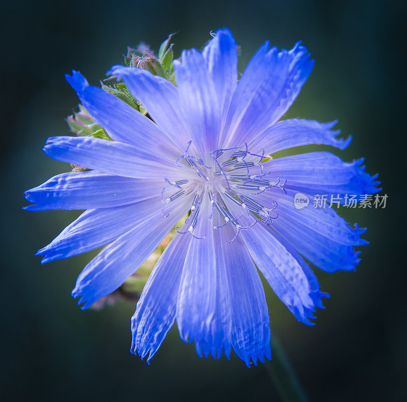 美丽鲜艳的蓝色花朵，菊苣，蓝色花瓣，雄蕊