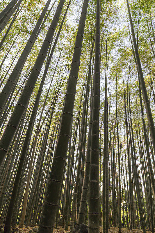 竹林