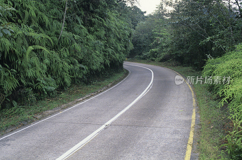 道路和蕨类植物