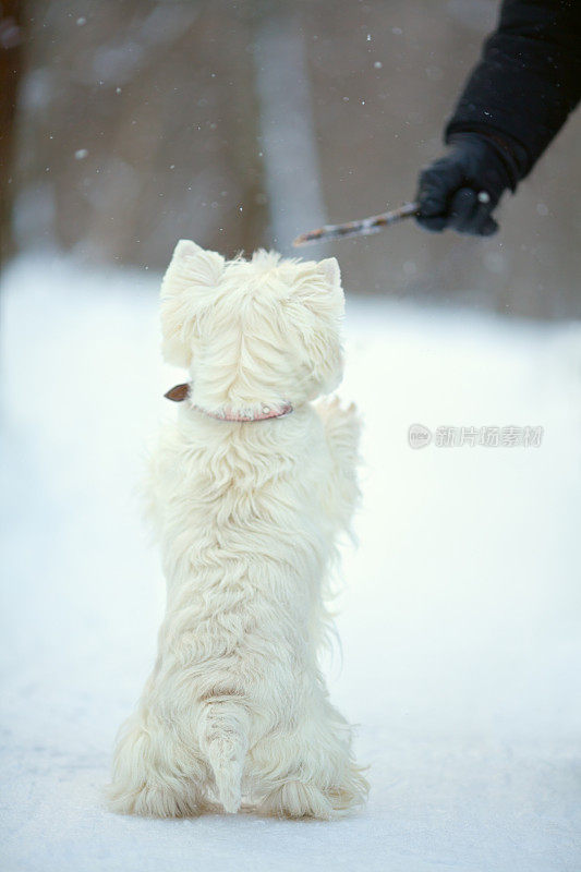 在雪中玩耍