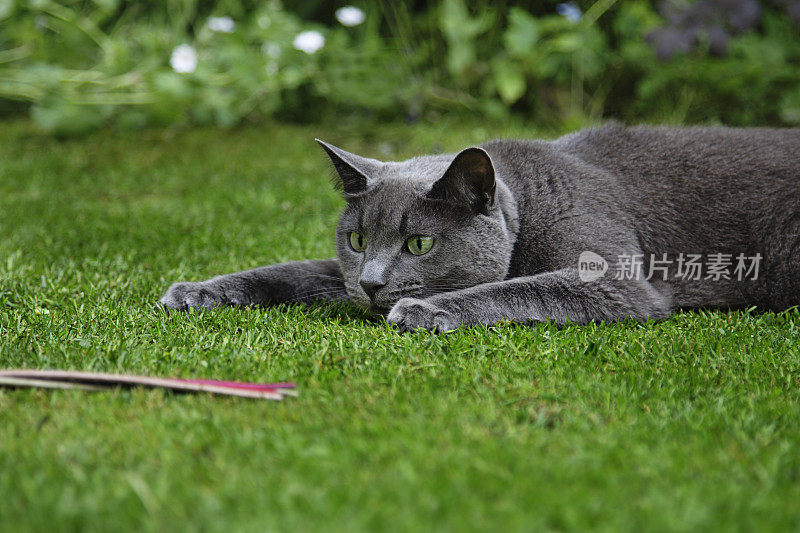 狩猎的猫