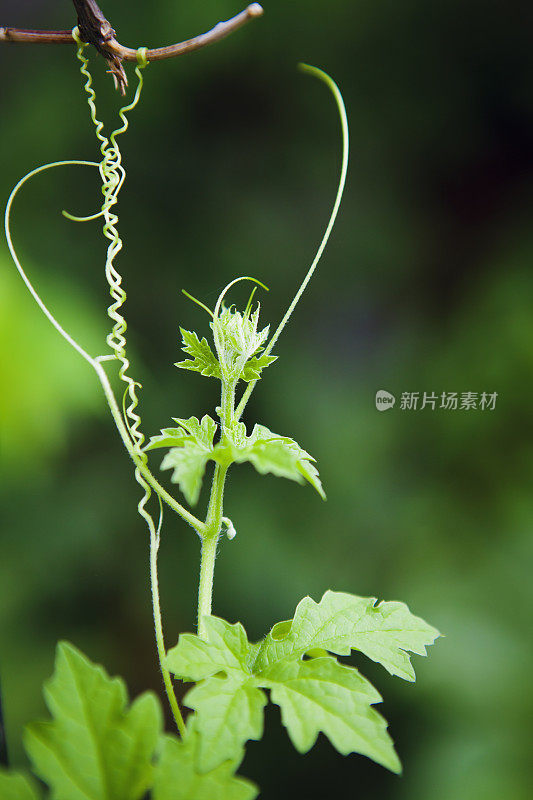 苦瓜藤伸向树枝