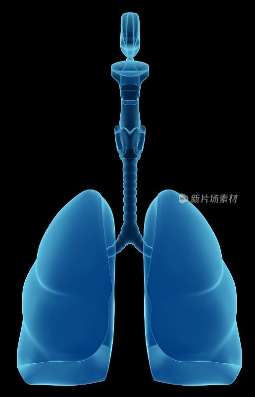 人体内部器官-呼吸系统