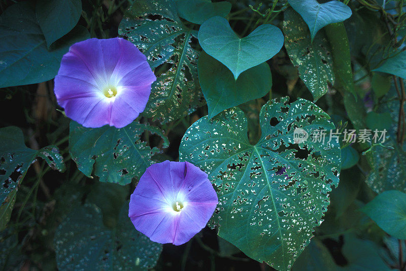 紫光牵牛花