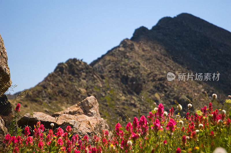 高山野花科罗拉多落基山脉