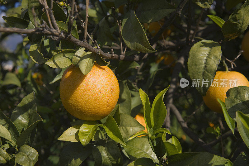 橘子树的细节