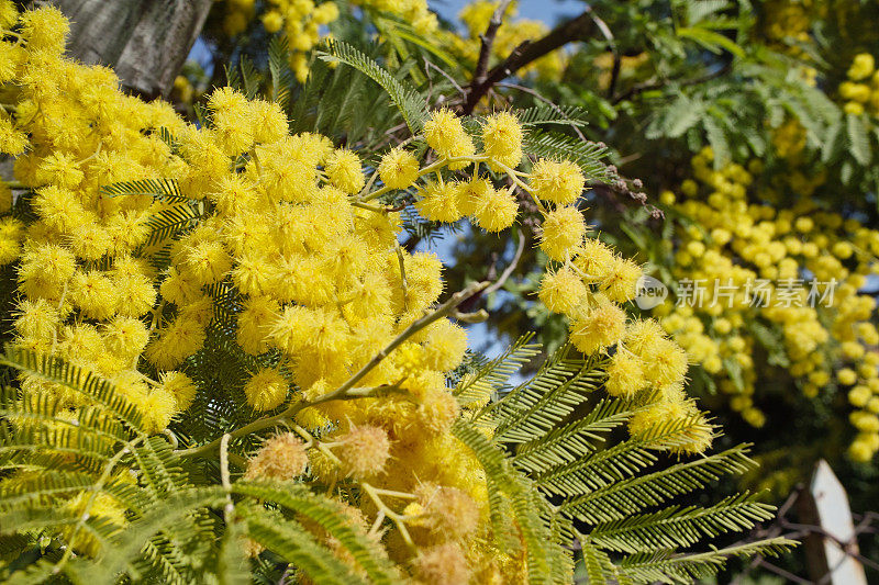 含羞草开花