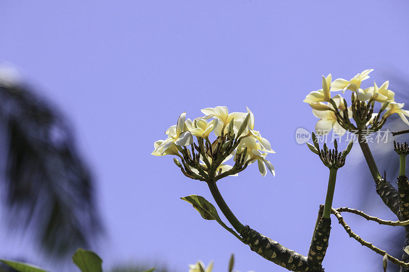 Plumeria在毛伊岛