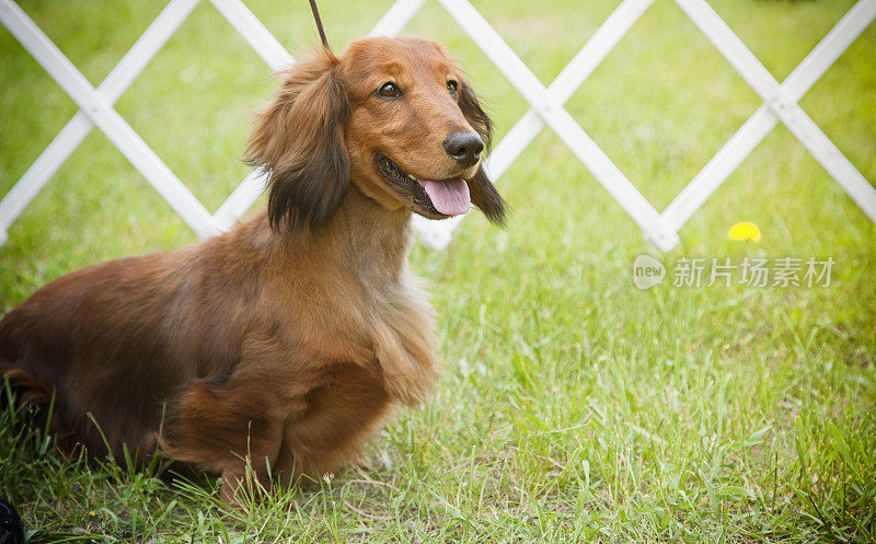 长头发的小猎犬