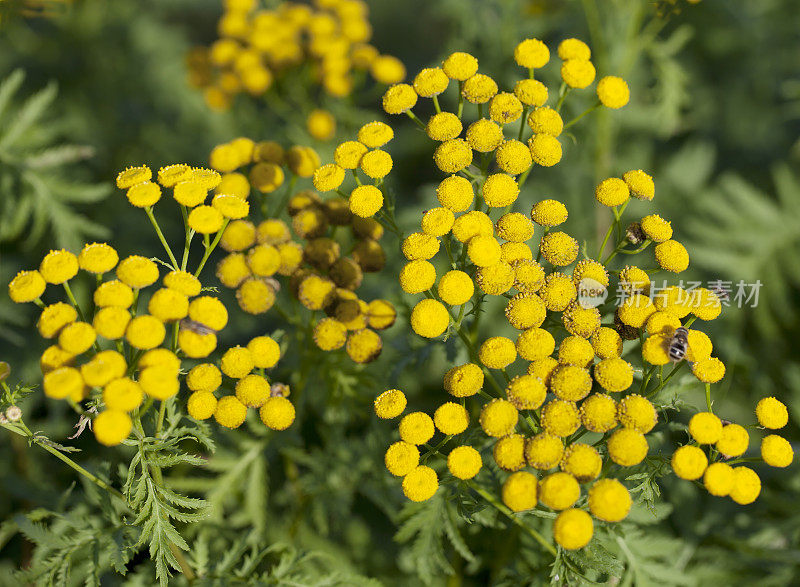 艾菊(Tanacetum)