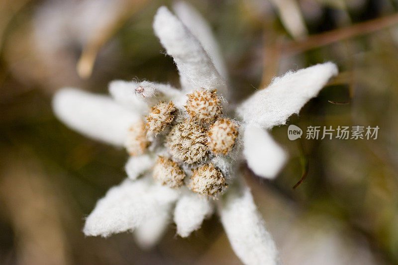 雪绒花