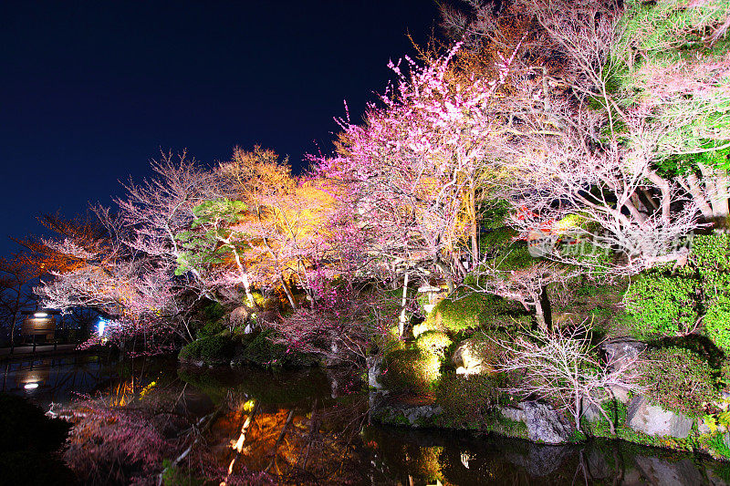 京都春光夜景