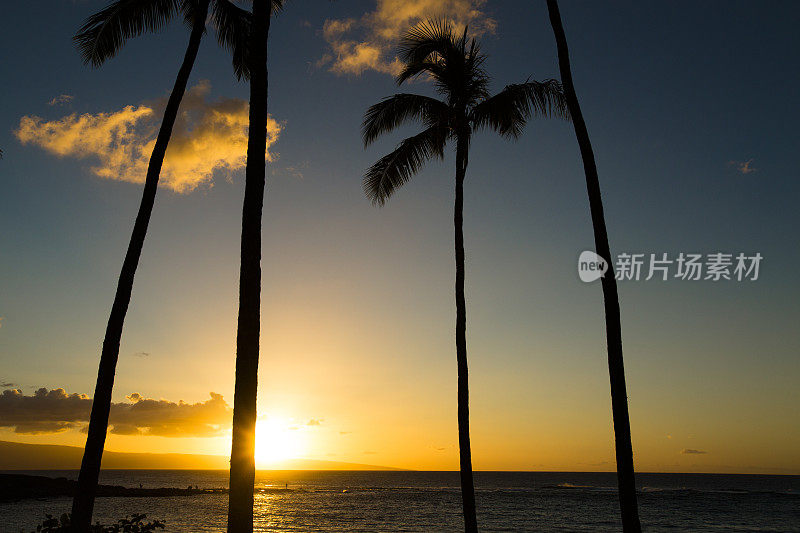 毛伊岛夕阳中的棕榈树