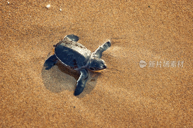 新生的红海龟