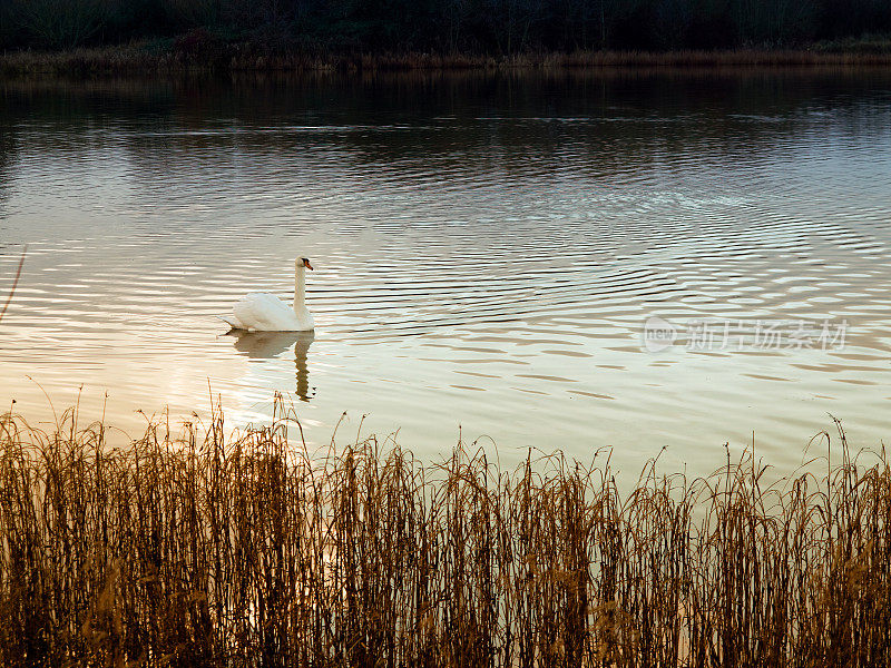 金色芦苇湖上的天鹅