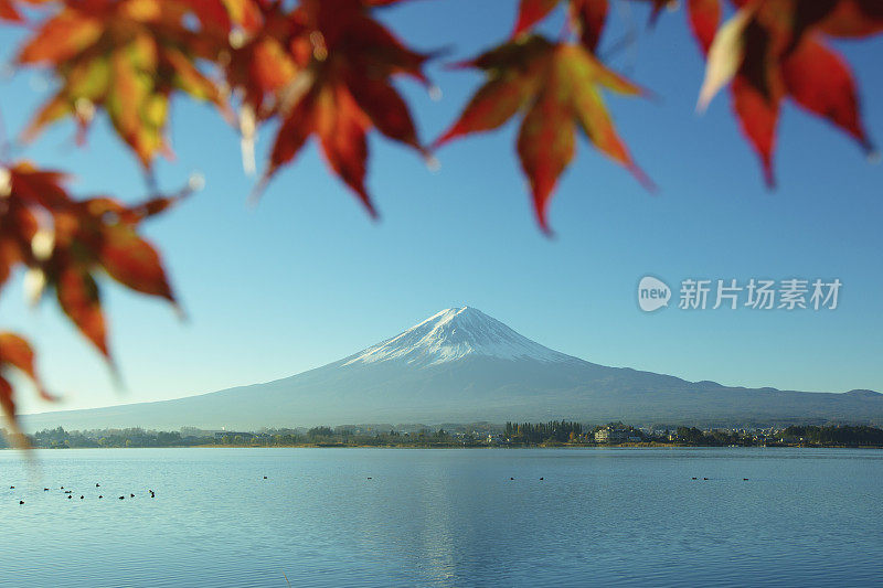 富士山和夸口湖和日本枫树