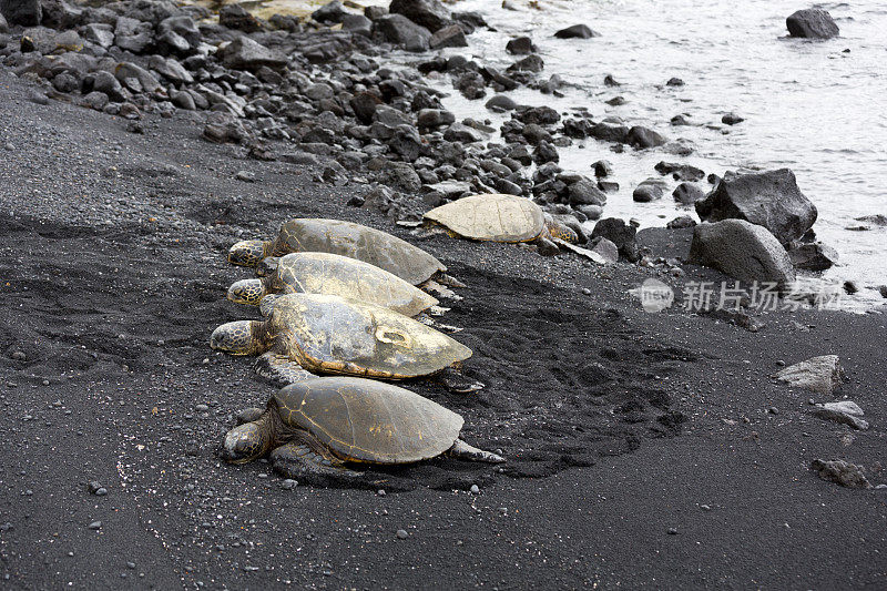 巨大的海龟，夏威夷Punaluu黑沙滩