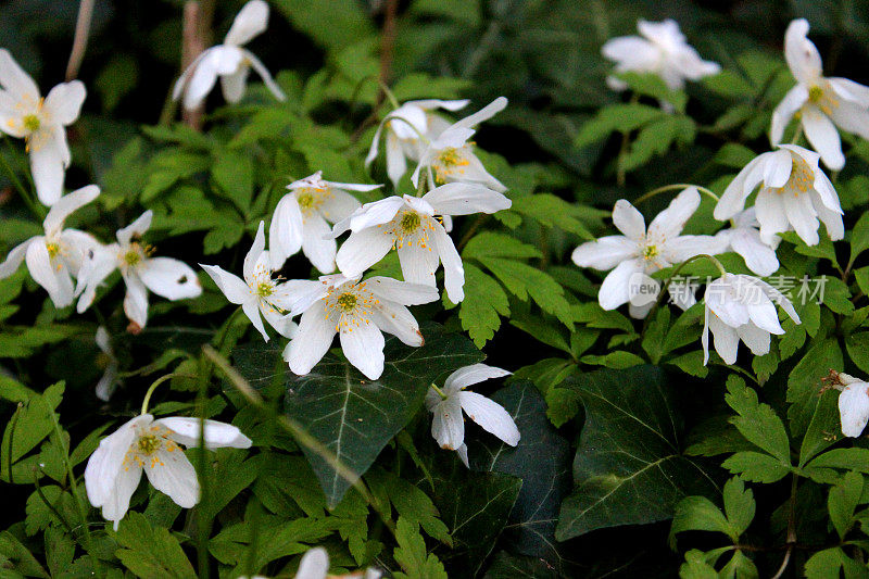 野生林地银莲花的白花的特写图像