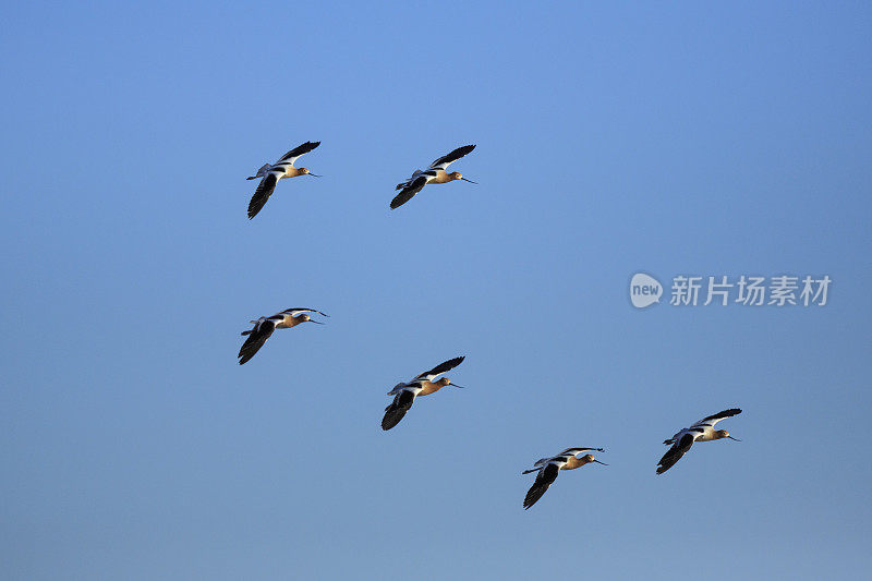 飞美国avocet