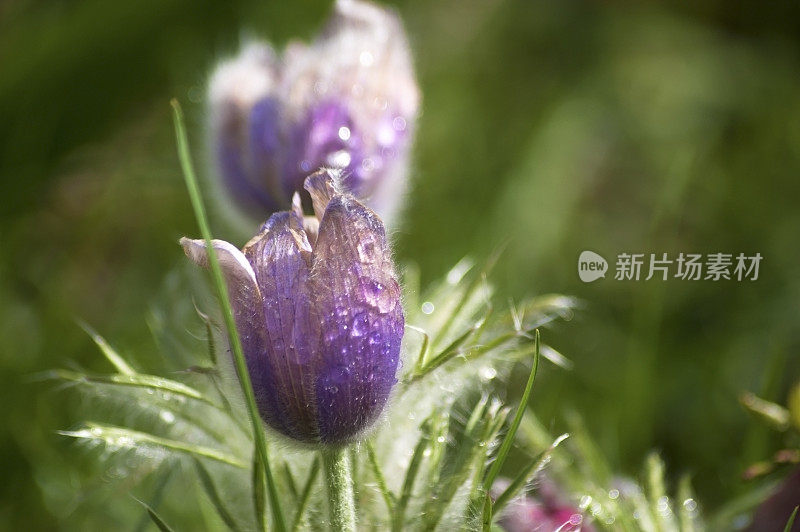 朝鲜白头翁