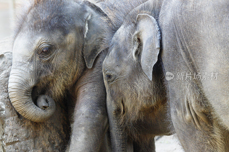 斯里兰卡丛林中的两只大象孤儿院的小狗