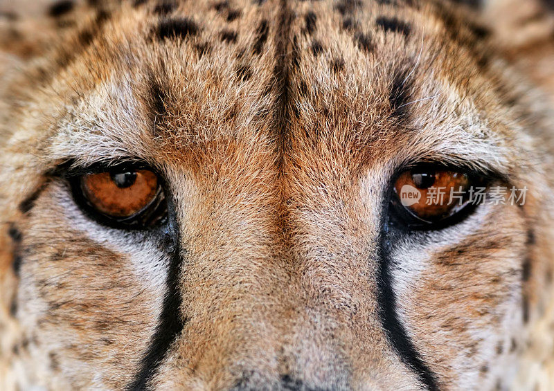 猎豹的眼睛